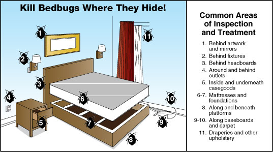 How To Get Rid Of Bed Bugs Best 12 Ways For You