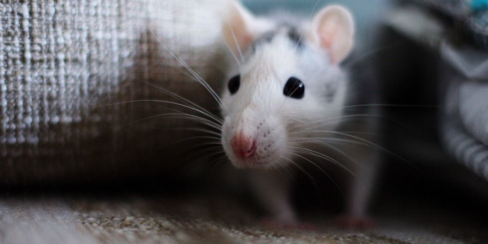 How to Get Rid of Mice and Keep Them Away