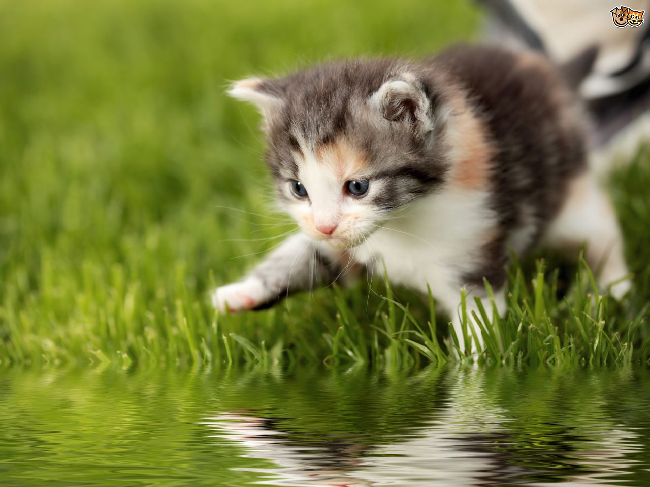 Why Cats Hate Water Know The Reason Behind It