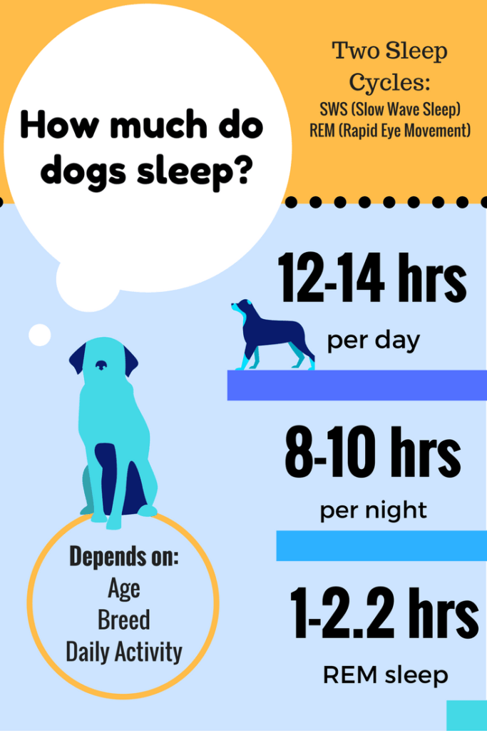 Top 5 Why Do Dogs Sleep So Much?