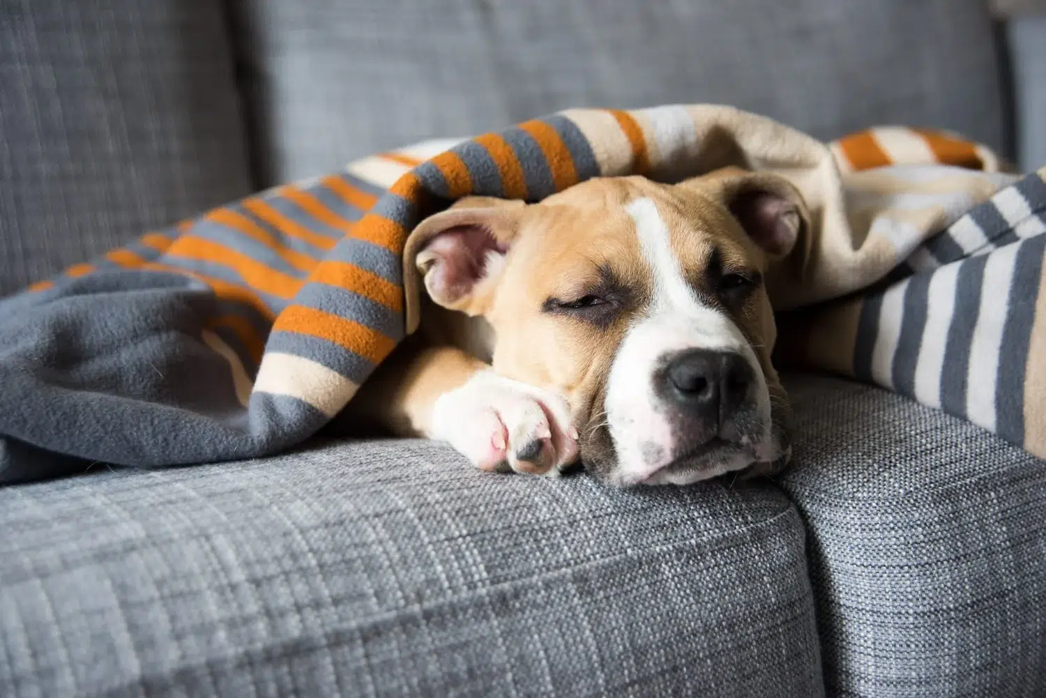 Top 5 Why Do Dogs Sleep So Much?