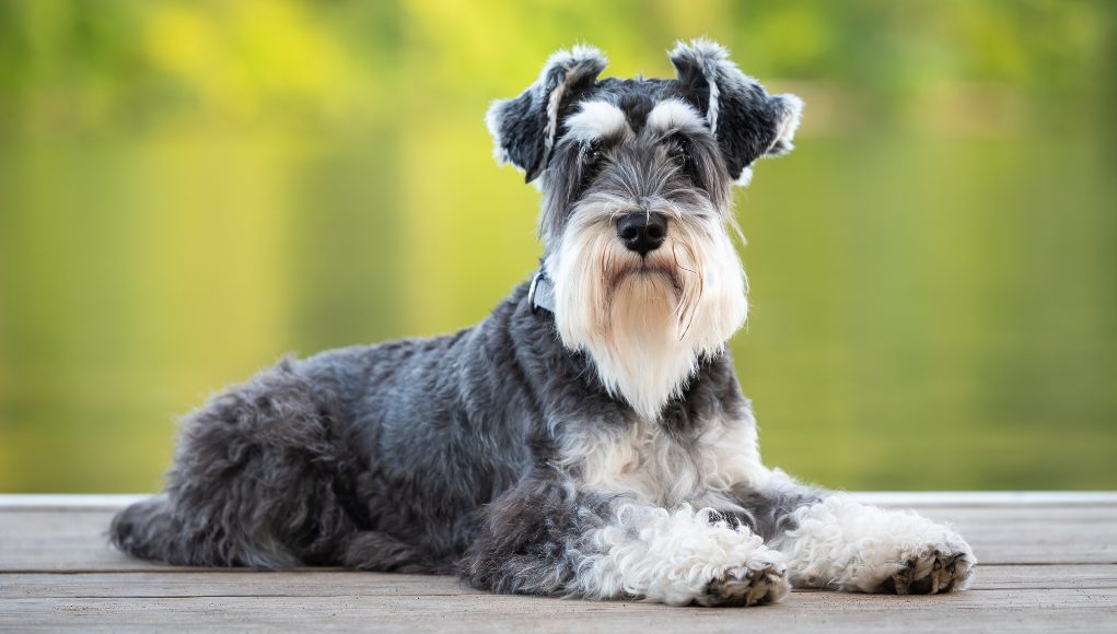 12 Reasons Why Schnauzers Are The Worst Dogs?