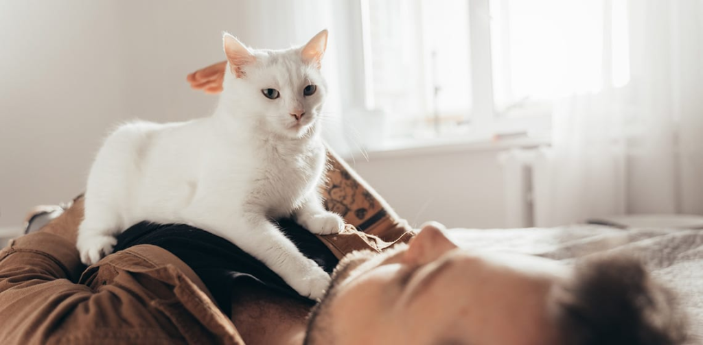 Why Do Cats Knead? Surprising Reasons for This Behavior