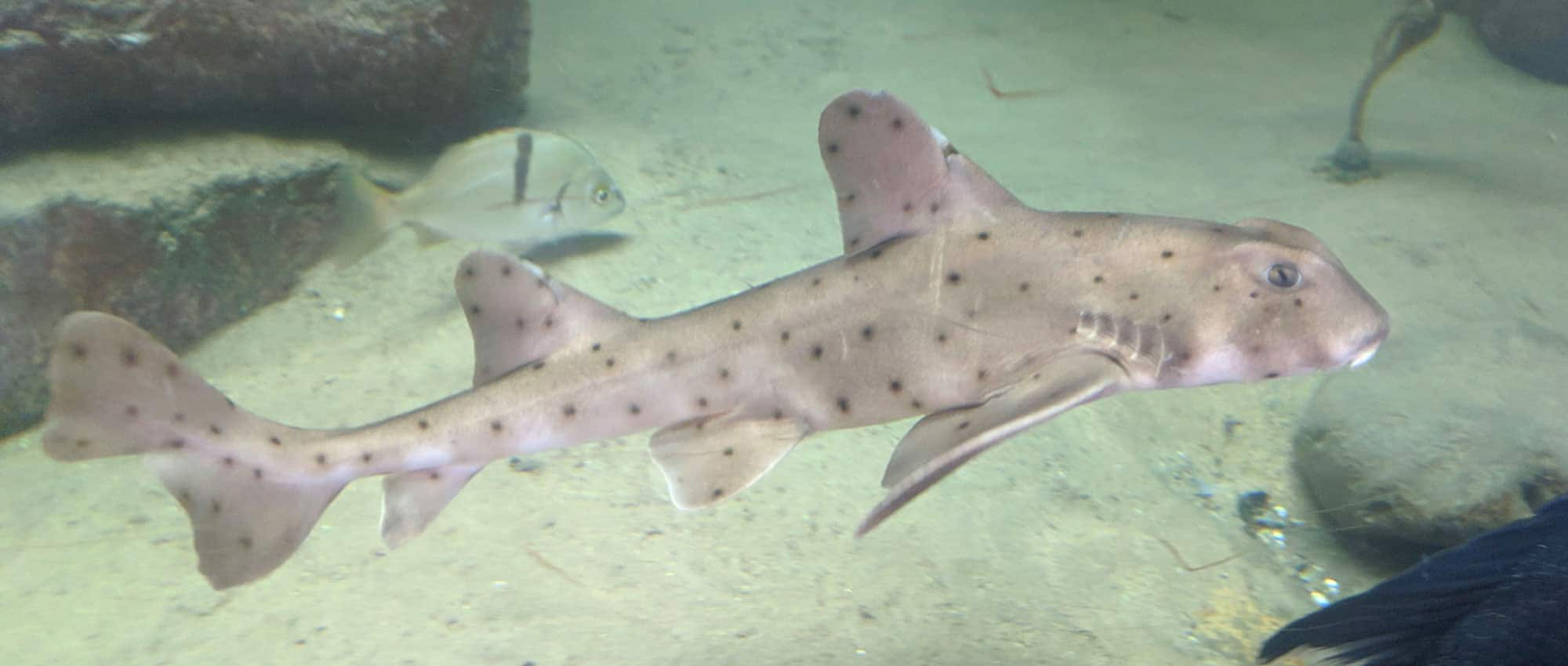Why Is California Horn Shark Different From Another Shark?