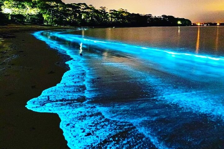 What Is Special About Bioluminescence In Florida?